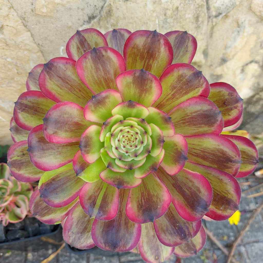 Aeonium Pink Daisy