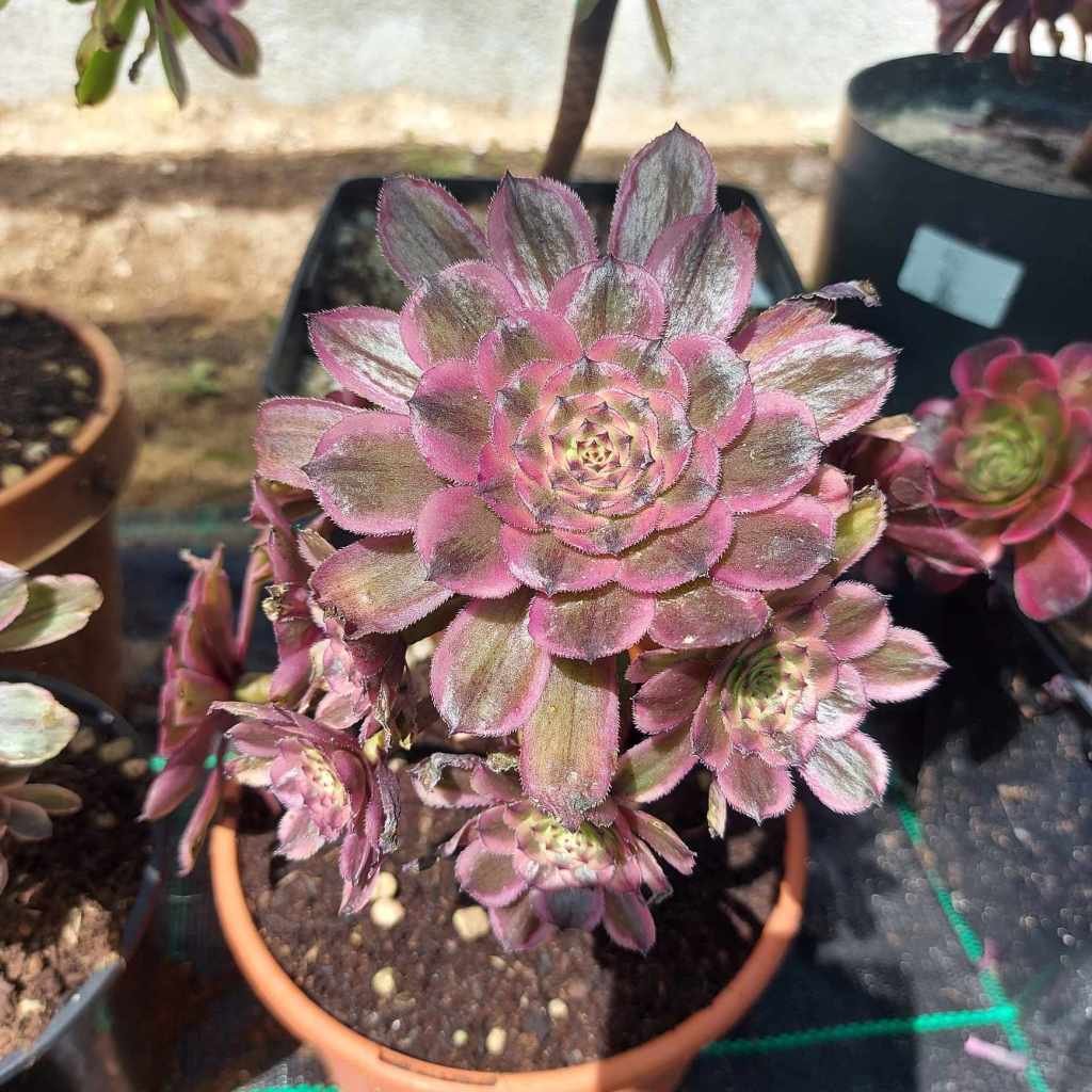 Aeonium Pink Daisy