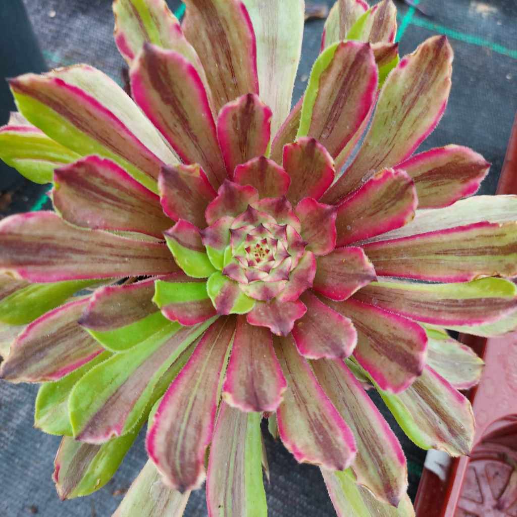Aeonium Glowworm