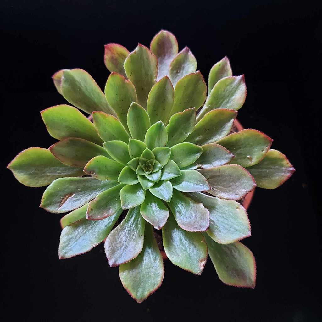 Aeonium Pink Daisy