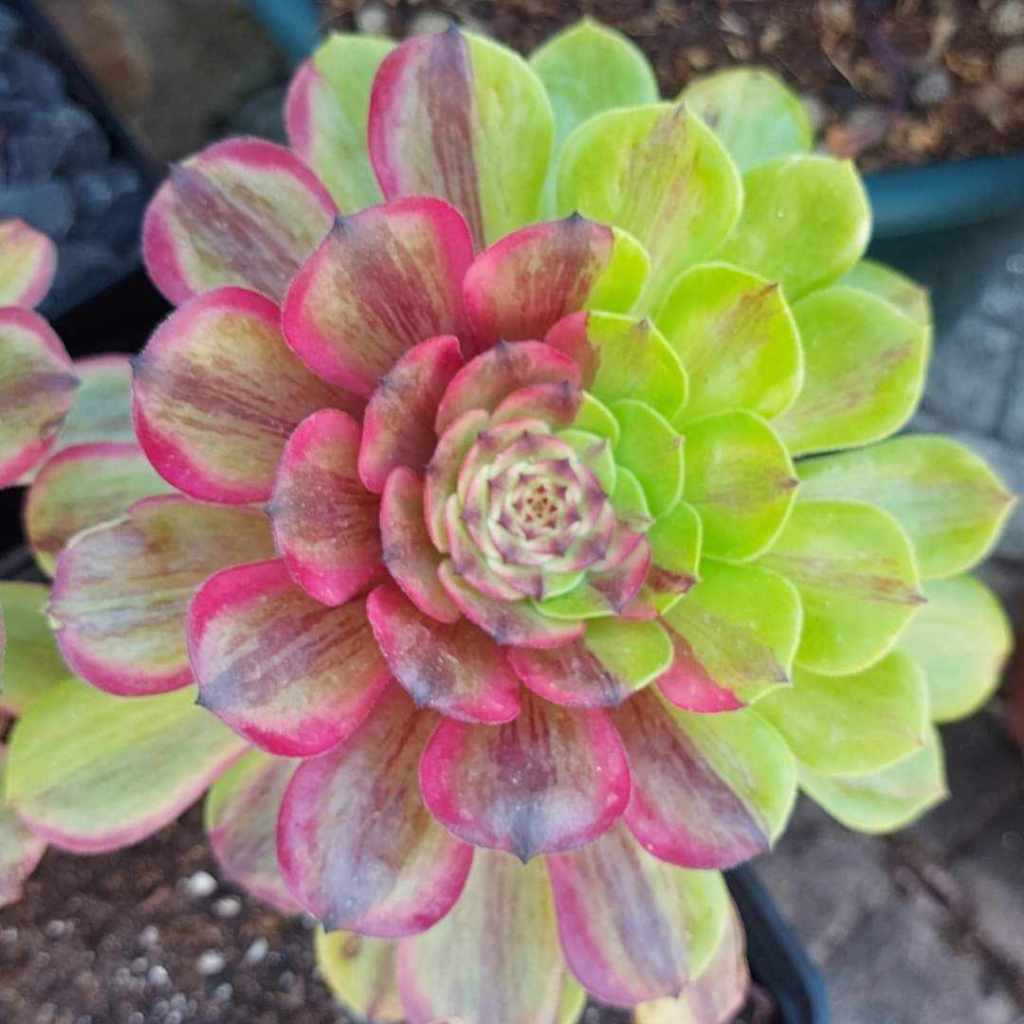 Aeonium Glowworm