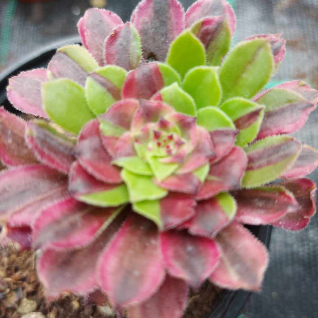 Aeonium Glowworm