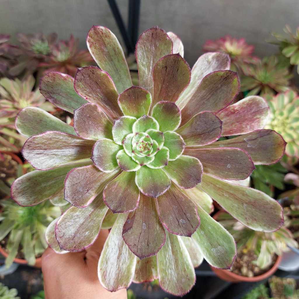 Aeonium Pink Daisy