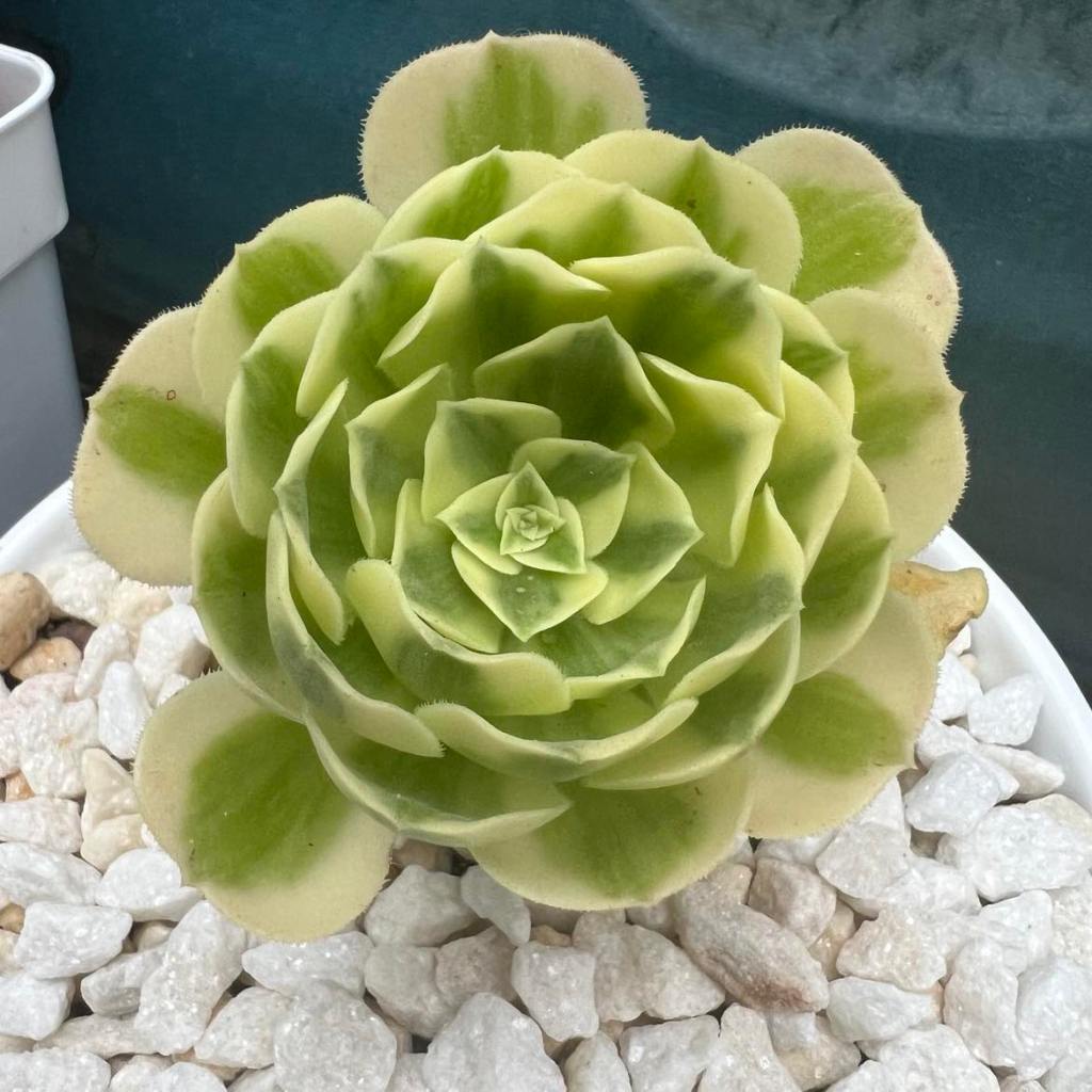 Aeonium Maybach