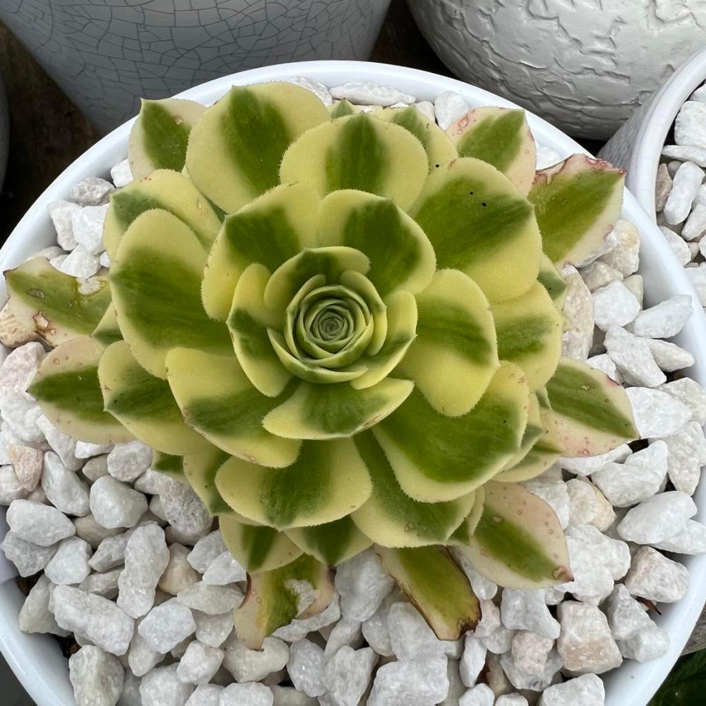 Aeonium Maybach