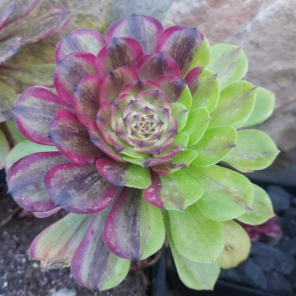Aeonium Glowworm