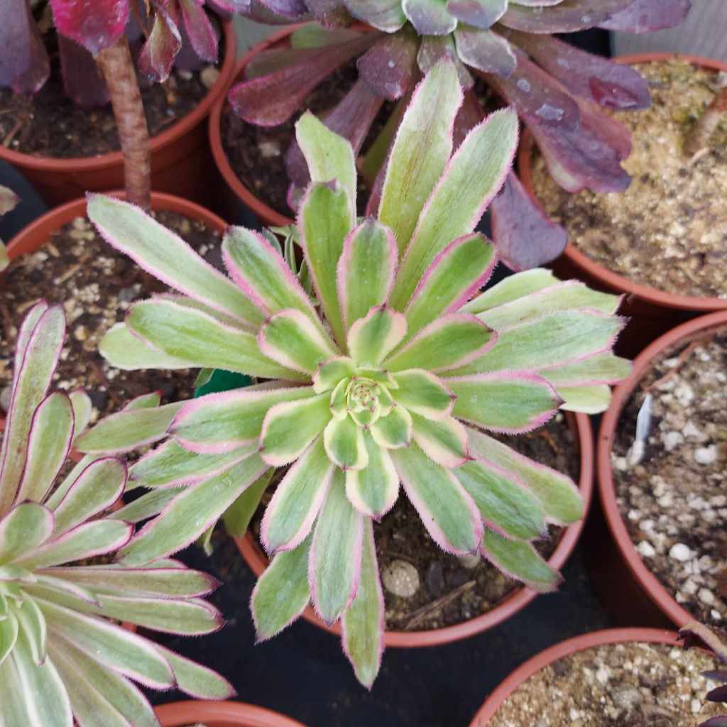 Aeonium Pink Daisy