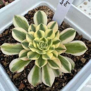 Aeonium Maybach