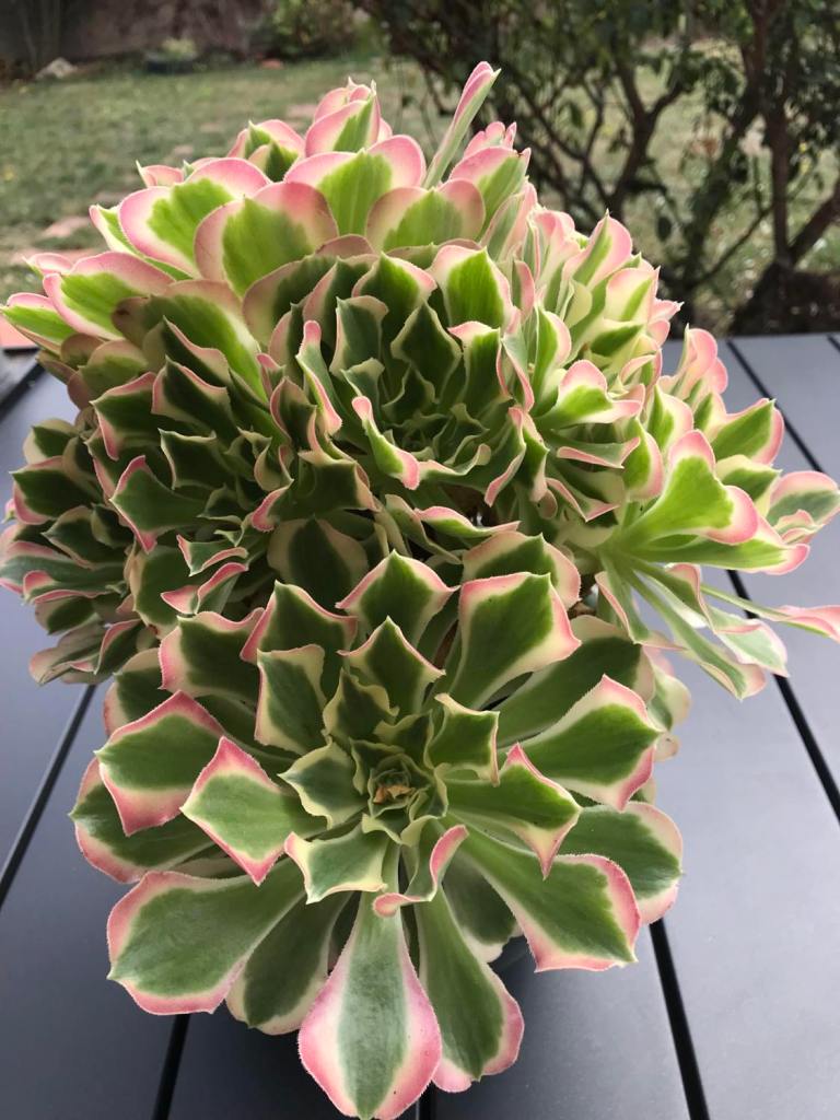 Aeonium Riverstones Green Witch
