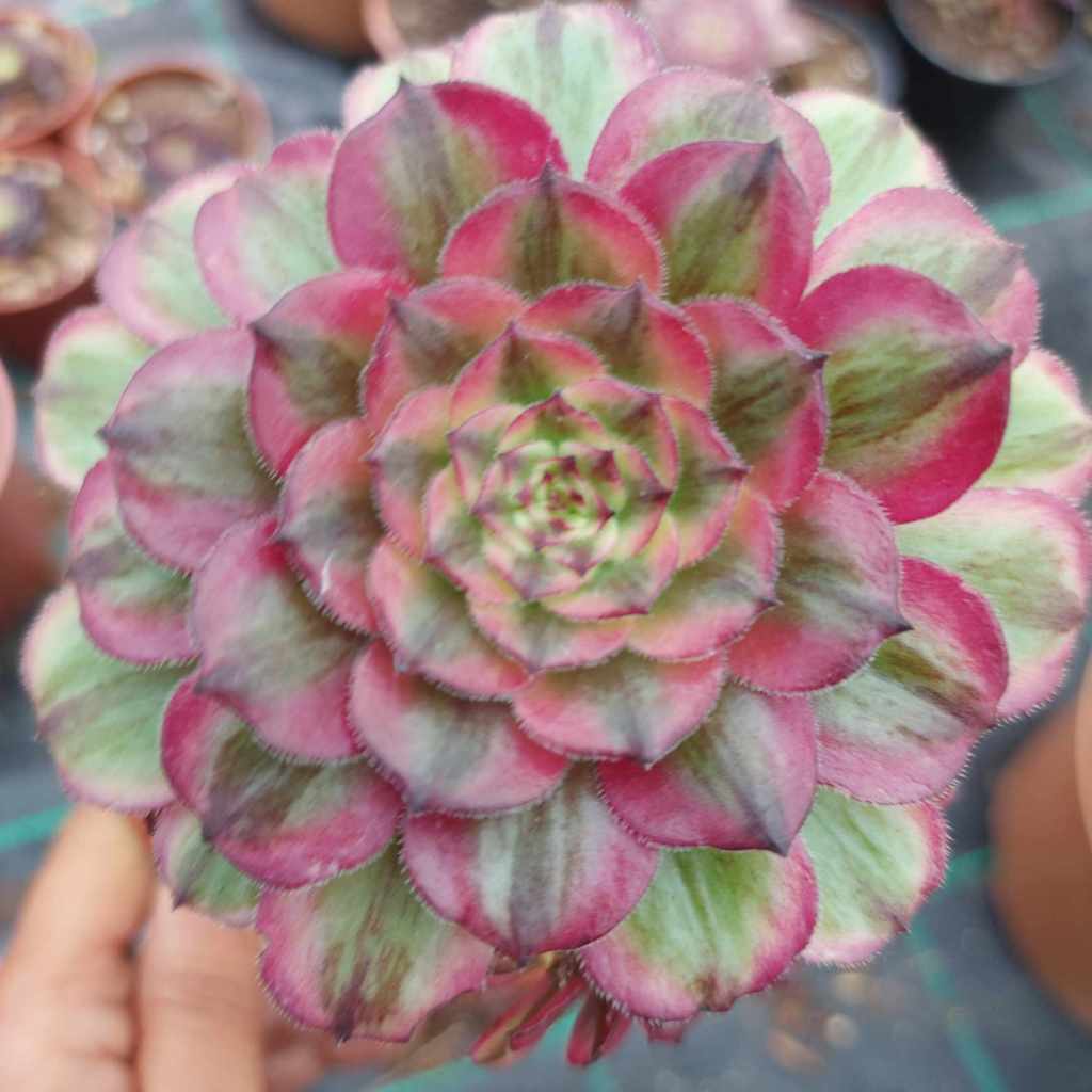 Aeonium Pink Daisy