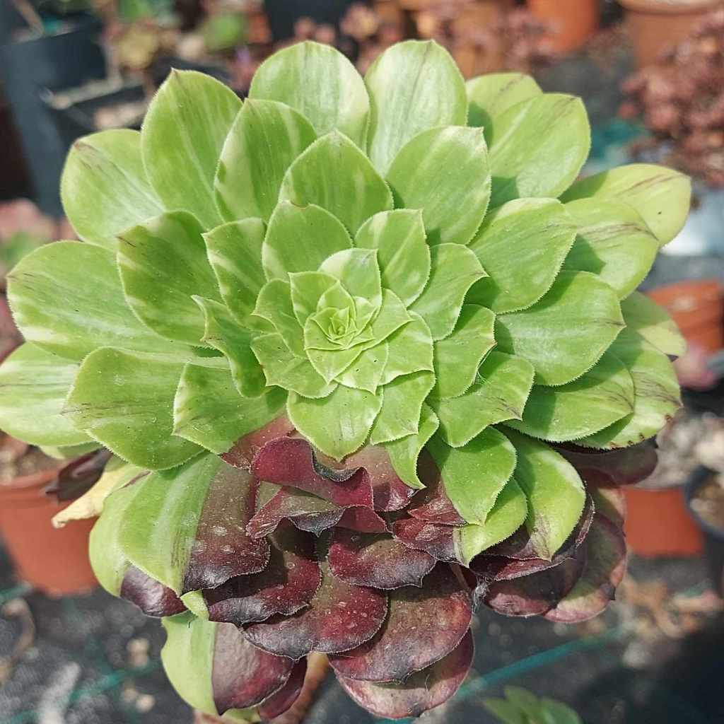 Aeonium Glowworm