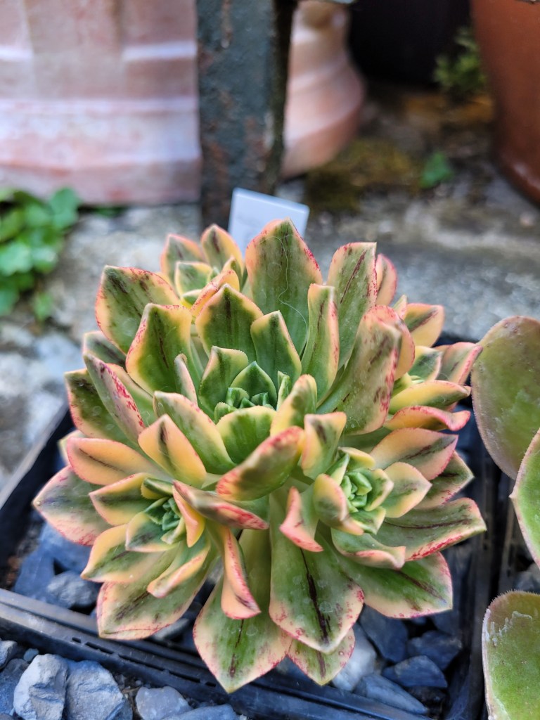 Aeonium Green Tea