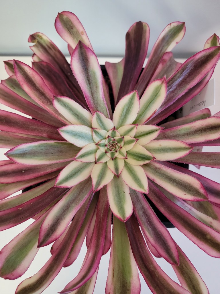 Aeonium Scarlett Ink