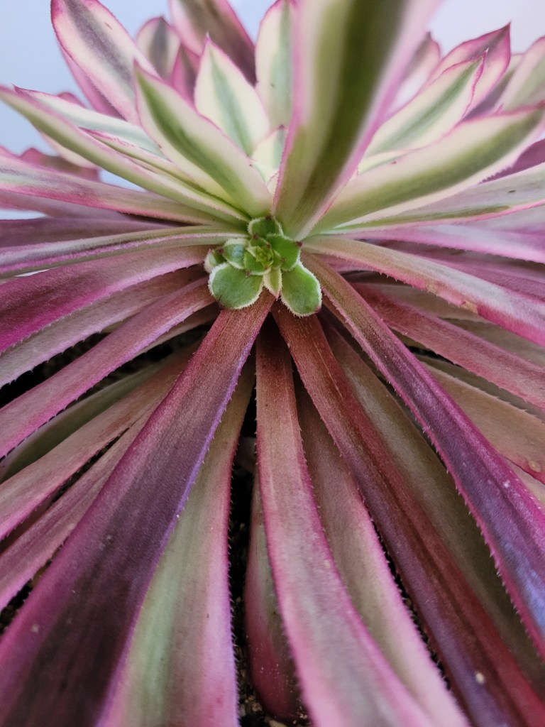 Aeonium Scarlett Ink