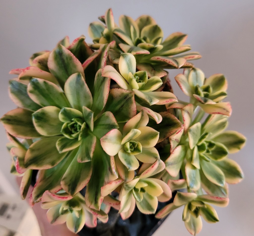 Aeonium Green Tea