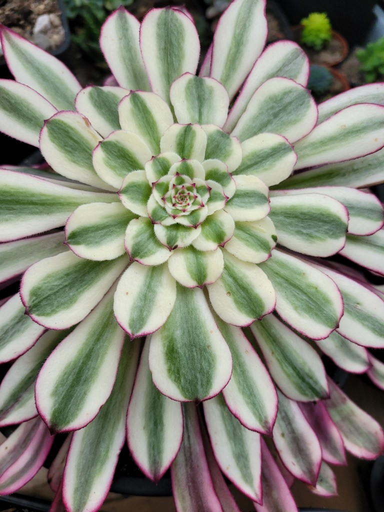 Aeonium Scarlett Ink