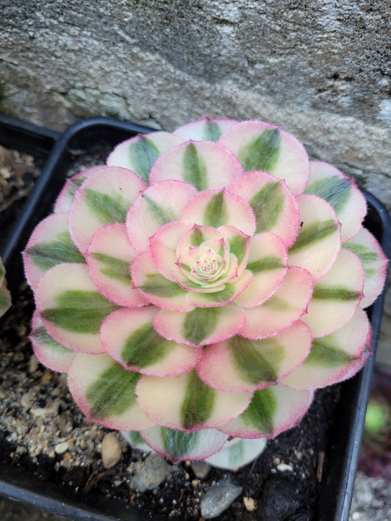 Aeonium Love in the fallen City (Qingcheng)