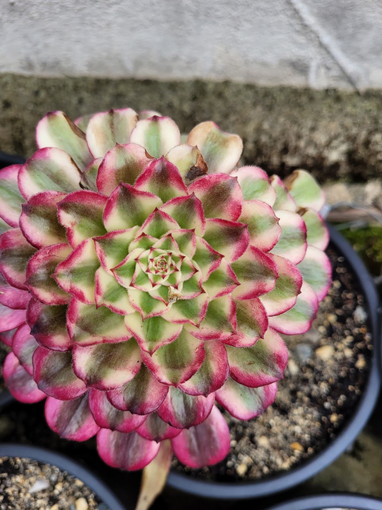 Aeonium Scarlett Ink