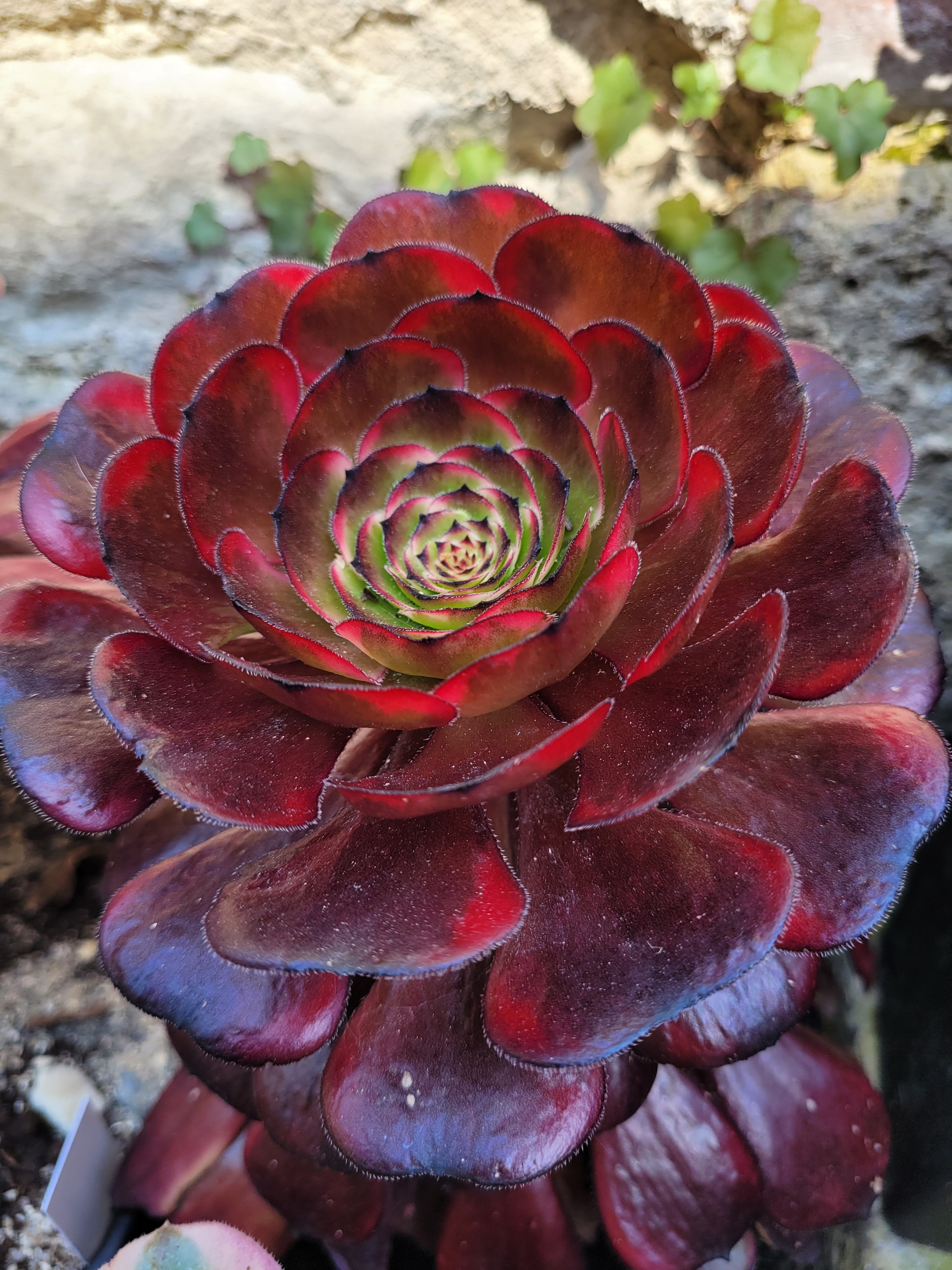 Aeonium Dark Goddess
