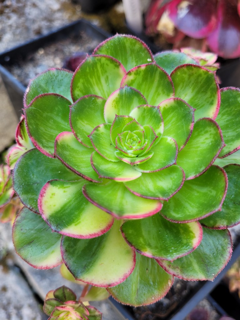 Aeonium Butterfly