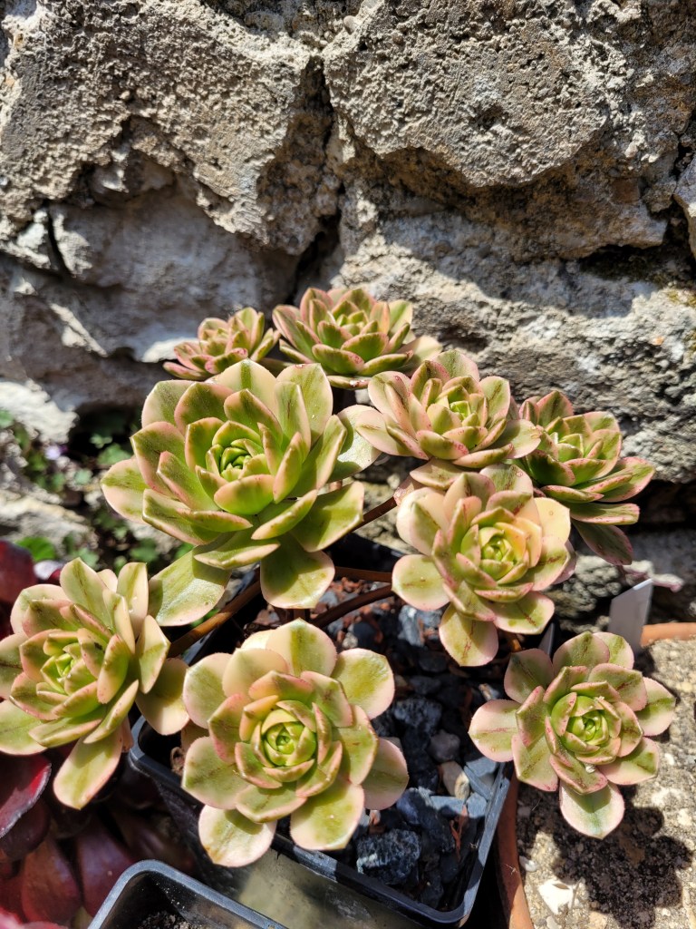 Aeonium Green Tea