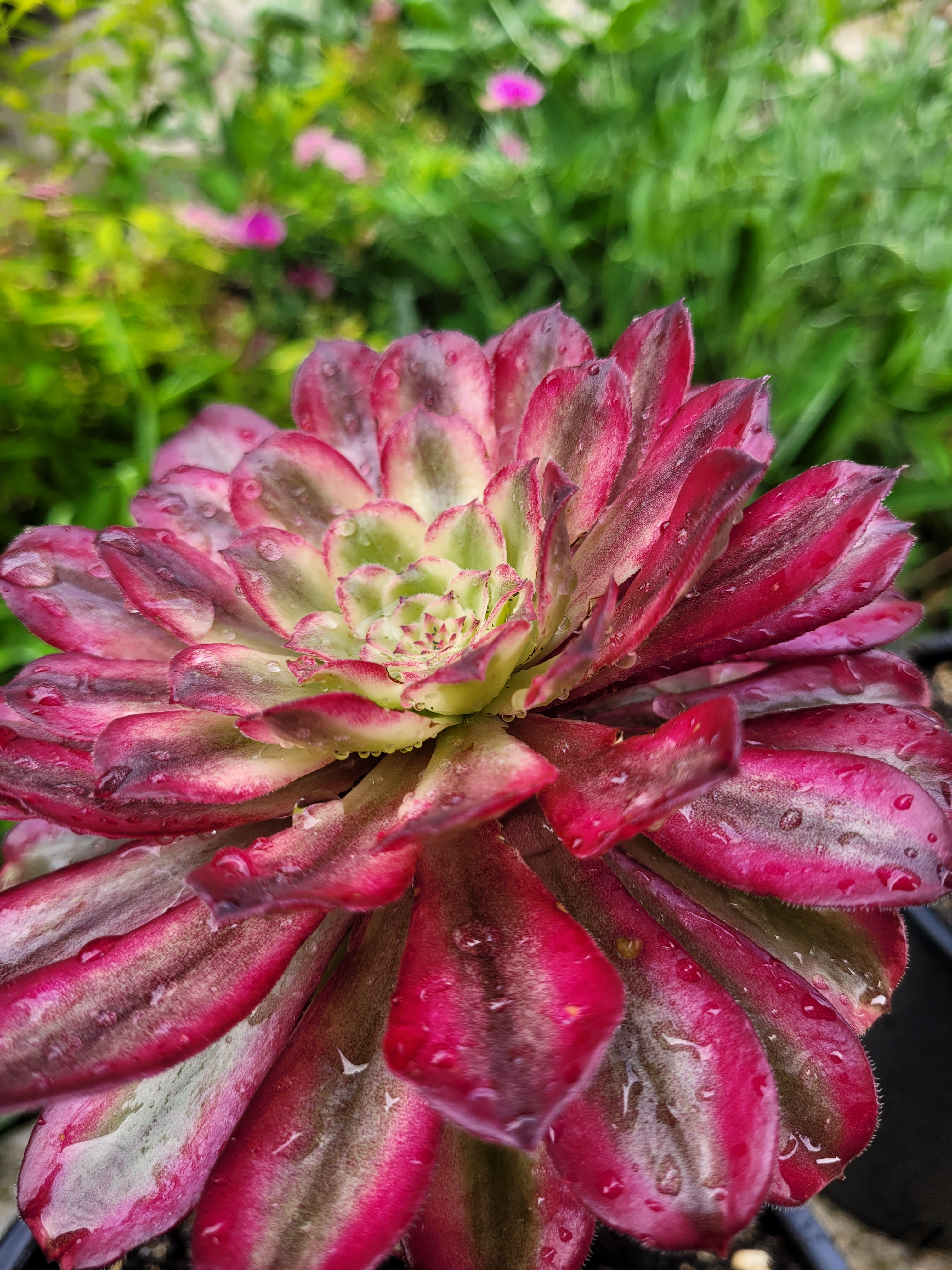 Aeonium &lsquo;Scarlett Ink&rsquo;