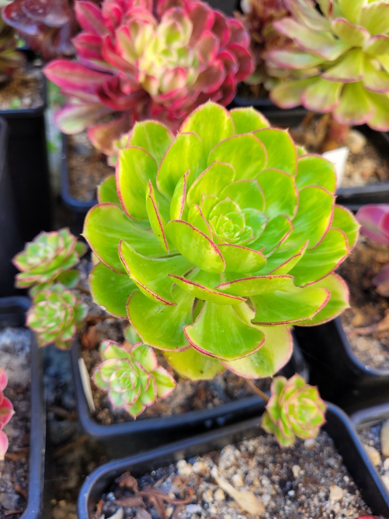 Aeonium Butterfly