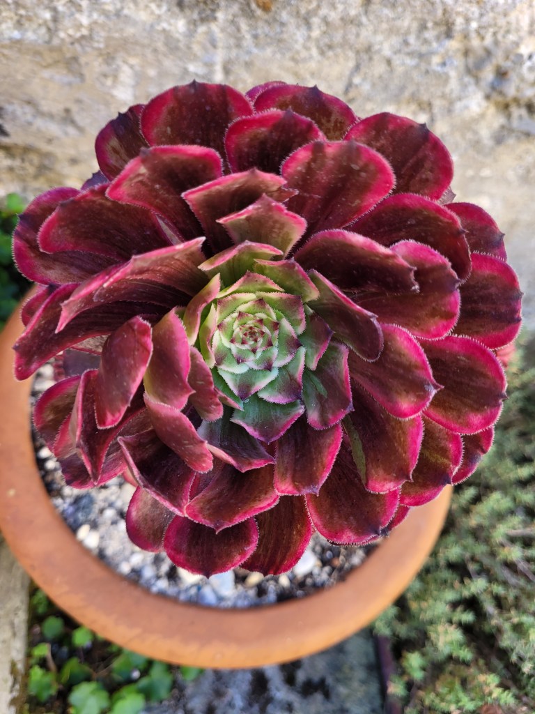 Aeonium Ink Painting