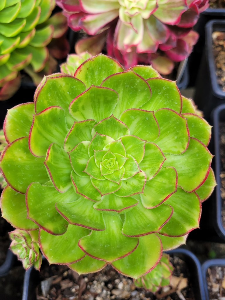 Aeonium Butterfly