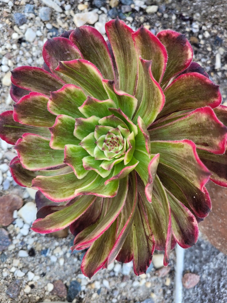 Aeonium Ink Painting