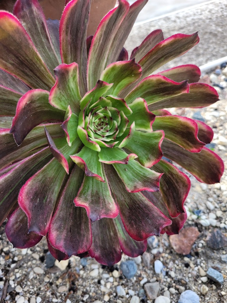 Aeonium Ink Painting