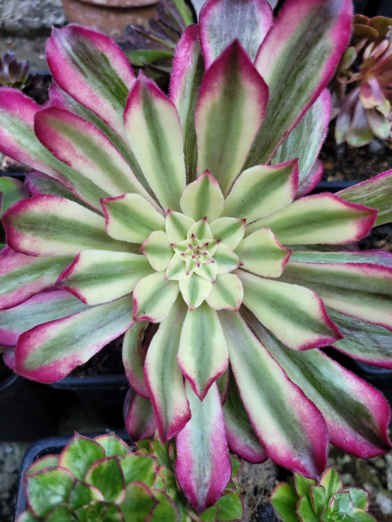 Aeonium Scarlett Ink