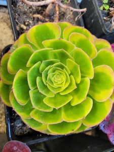 Aeonium Milky White