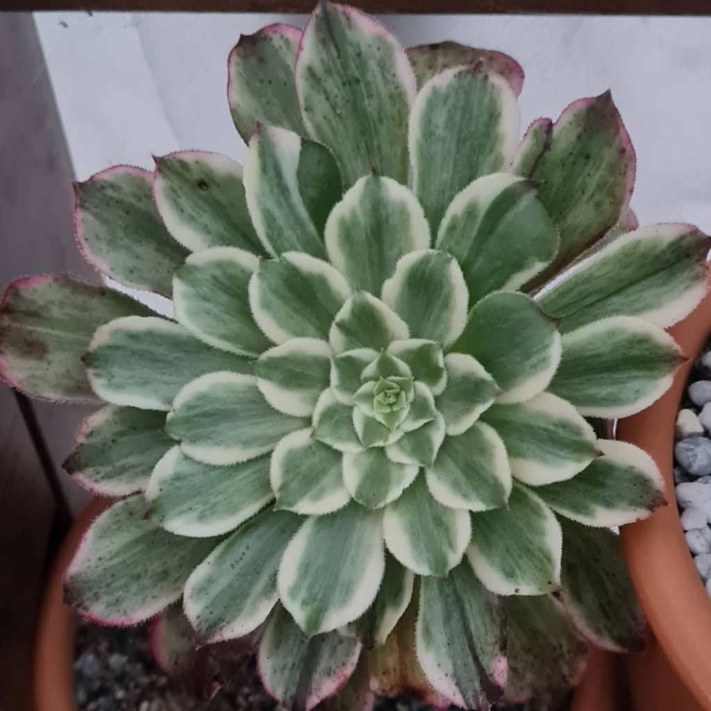 Aeonium Ink Painting