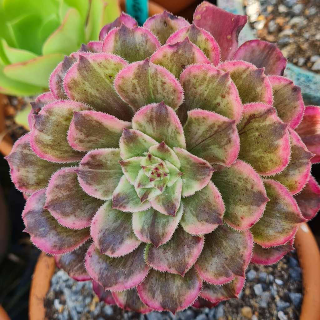 Aeonium Ink Painting