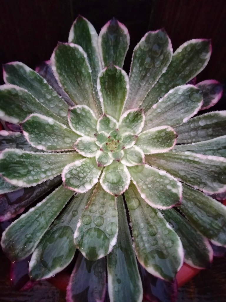 Aeonium Ink Painting