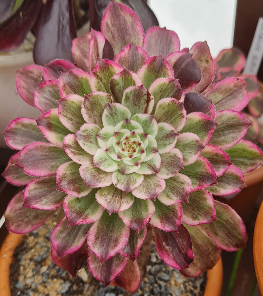 Aeonium Ink Painting