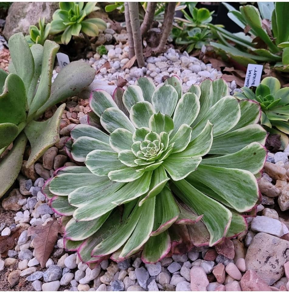 Aeonium Ink Painting