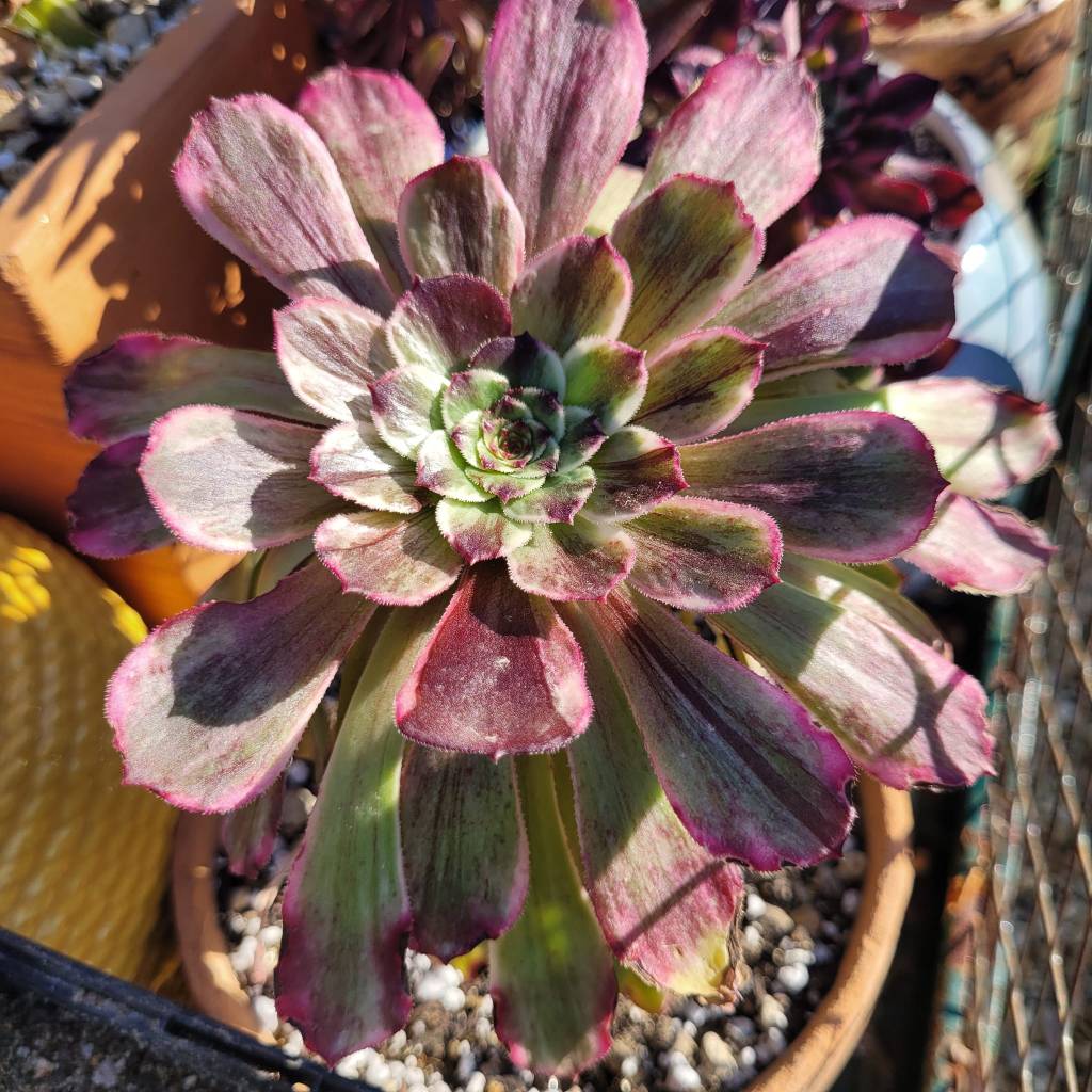 Aeonium Ink Painting