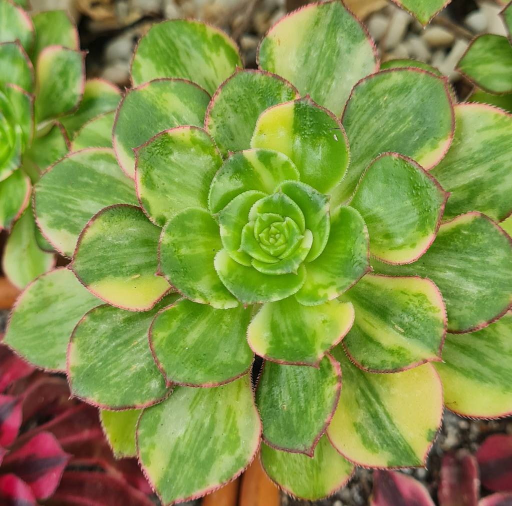 Aeonium Butterfly