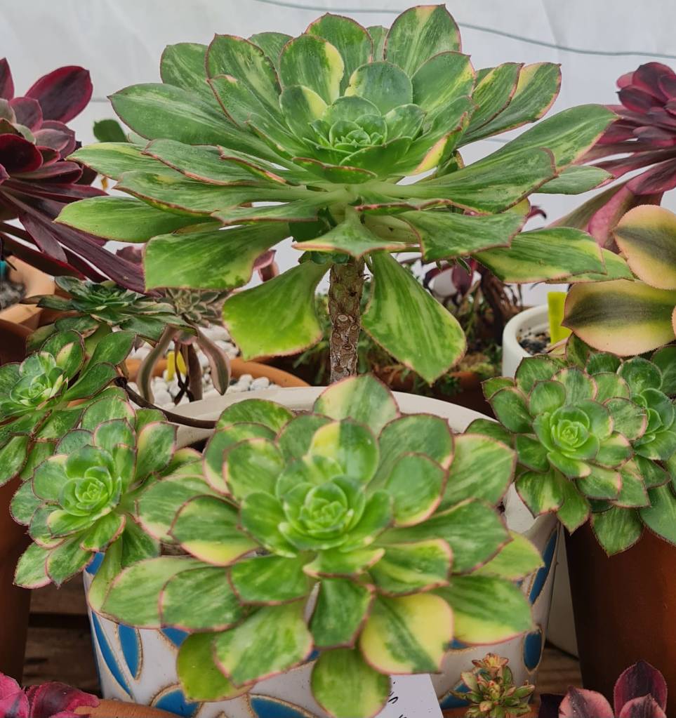 Aeonium Butterfly
