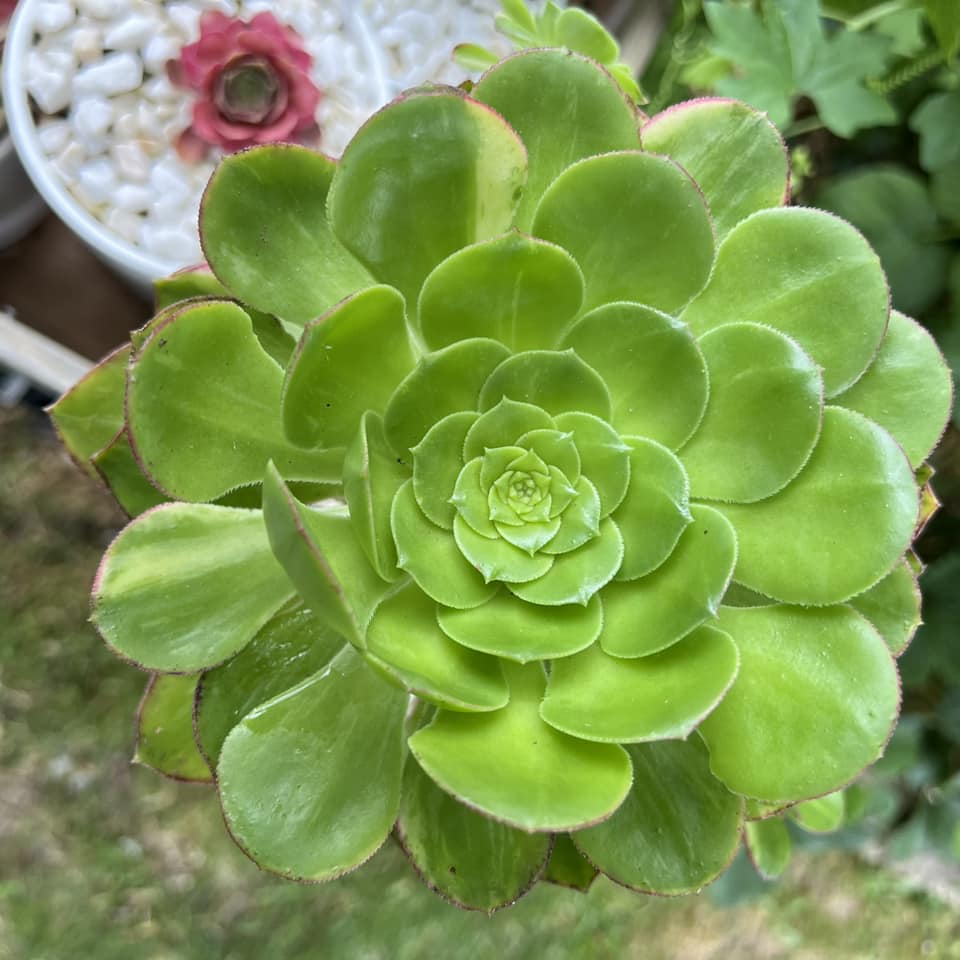 Aeonium Butterfly