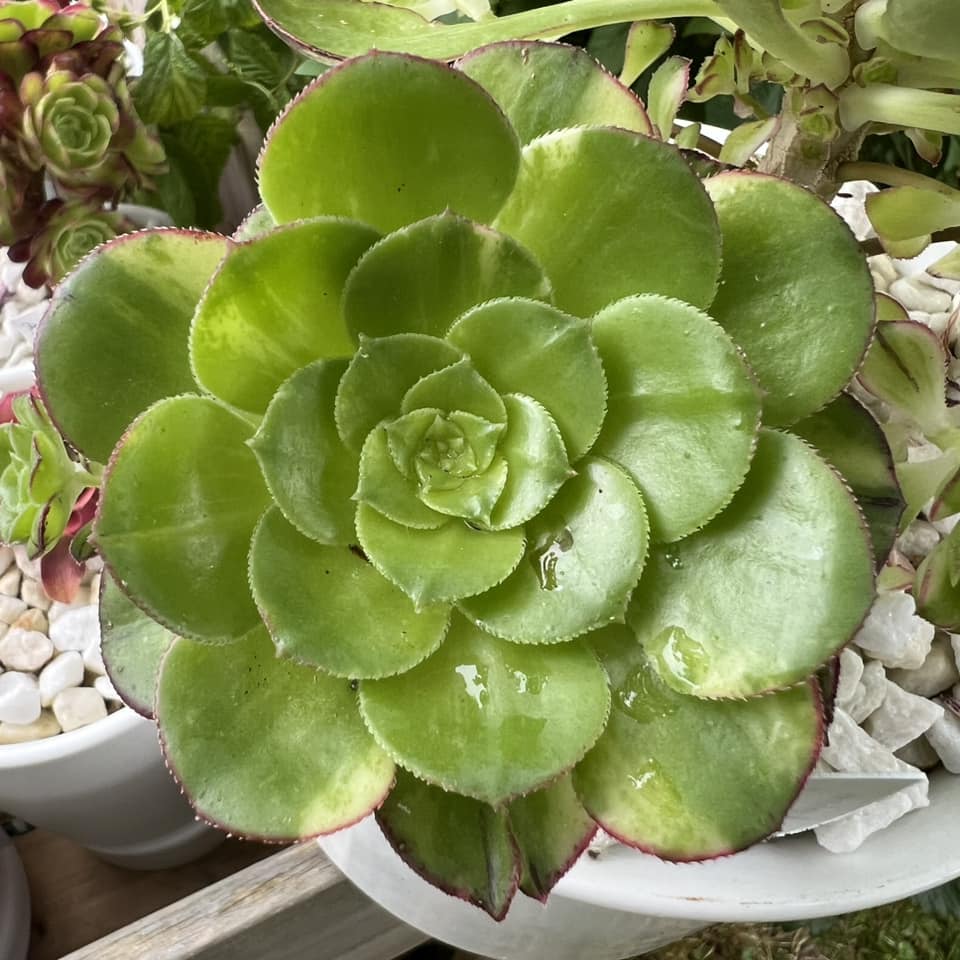 Aeonium Butterfly