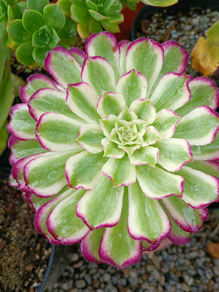 Aeonium Green Ink Scarlett