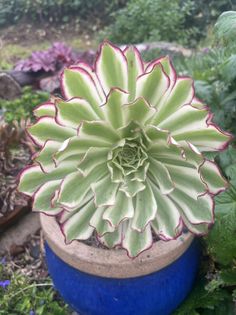 Aeonium Scarlett Ink