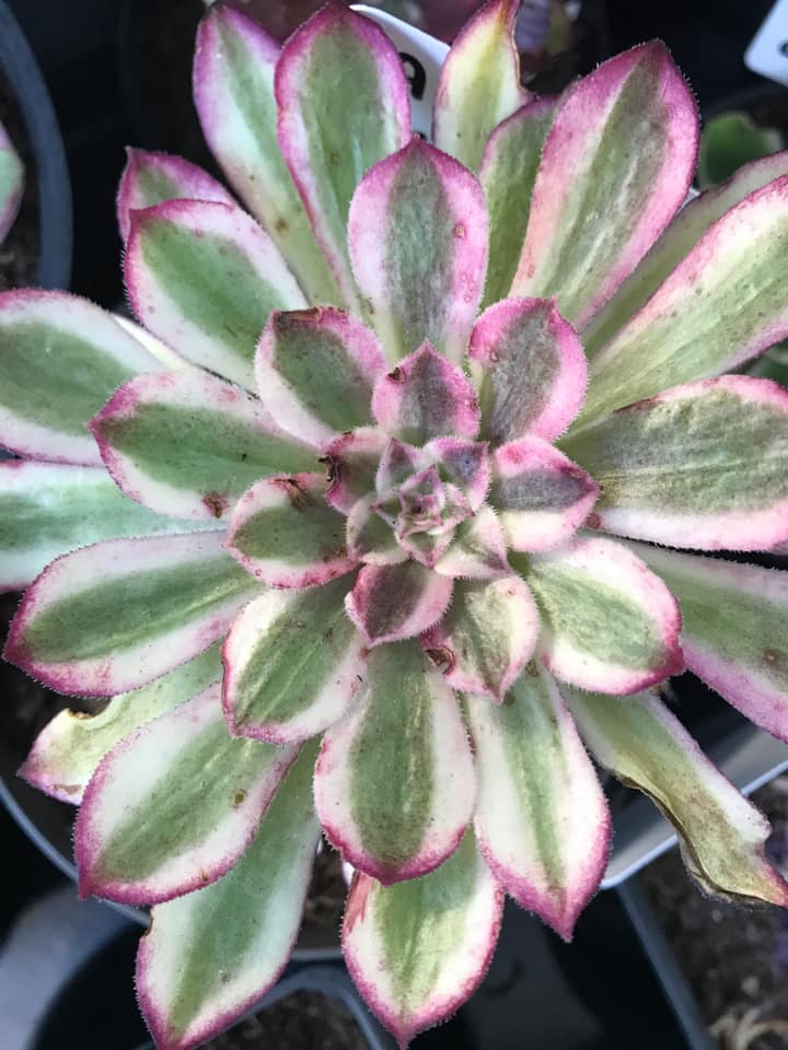 Aeonium Scarlett Ink