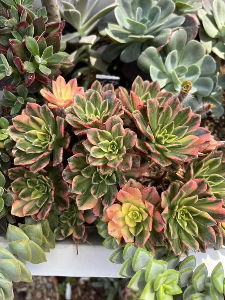 Aeonium Green Tea