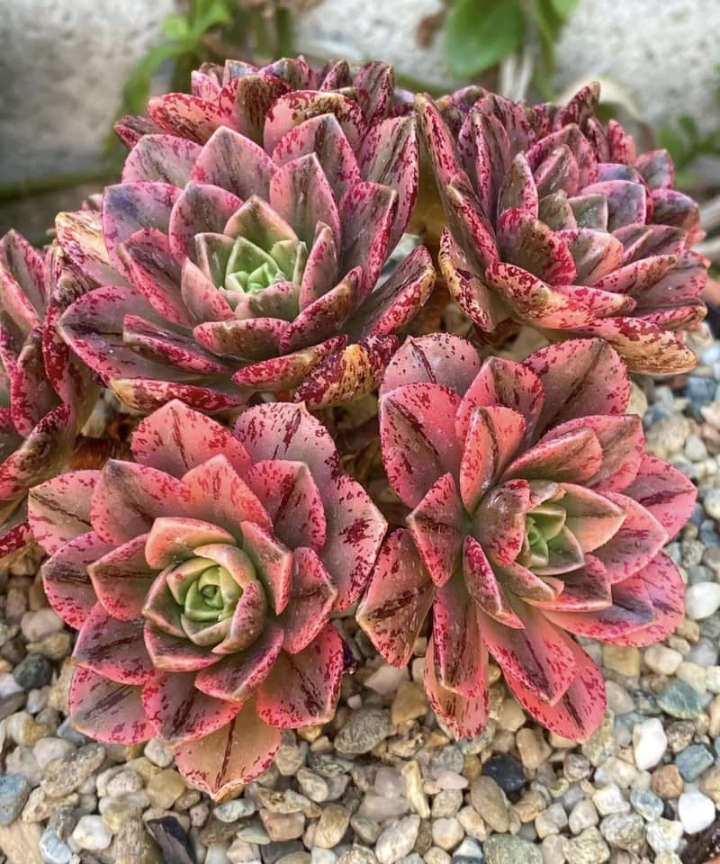 Aeonium Green Tea
