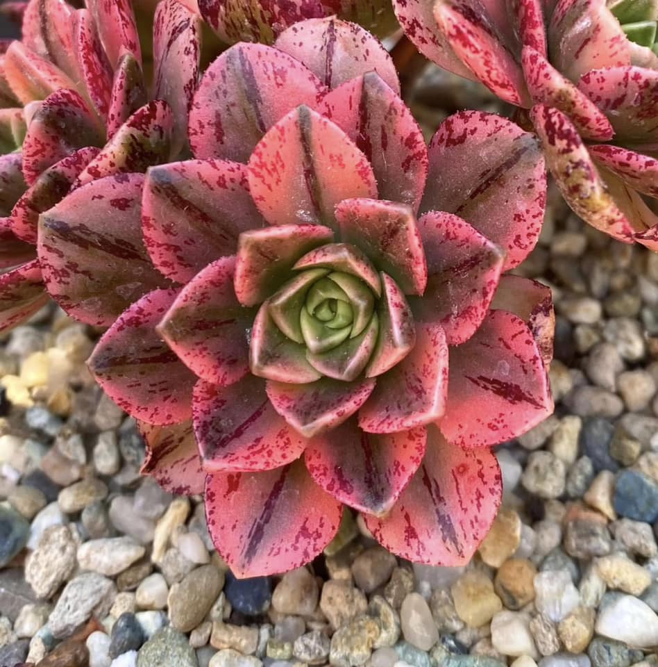 Aeonium Green Tea
