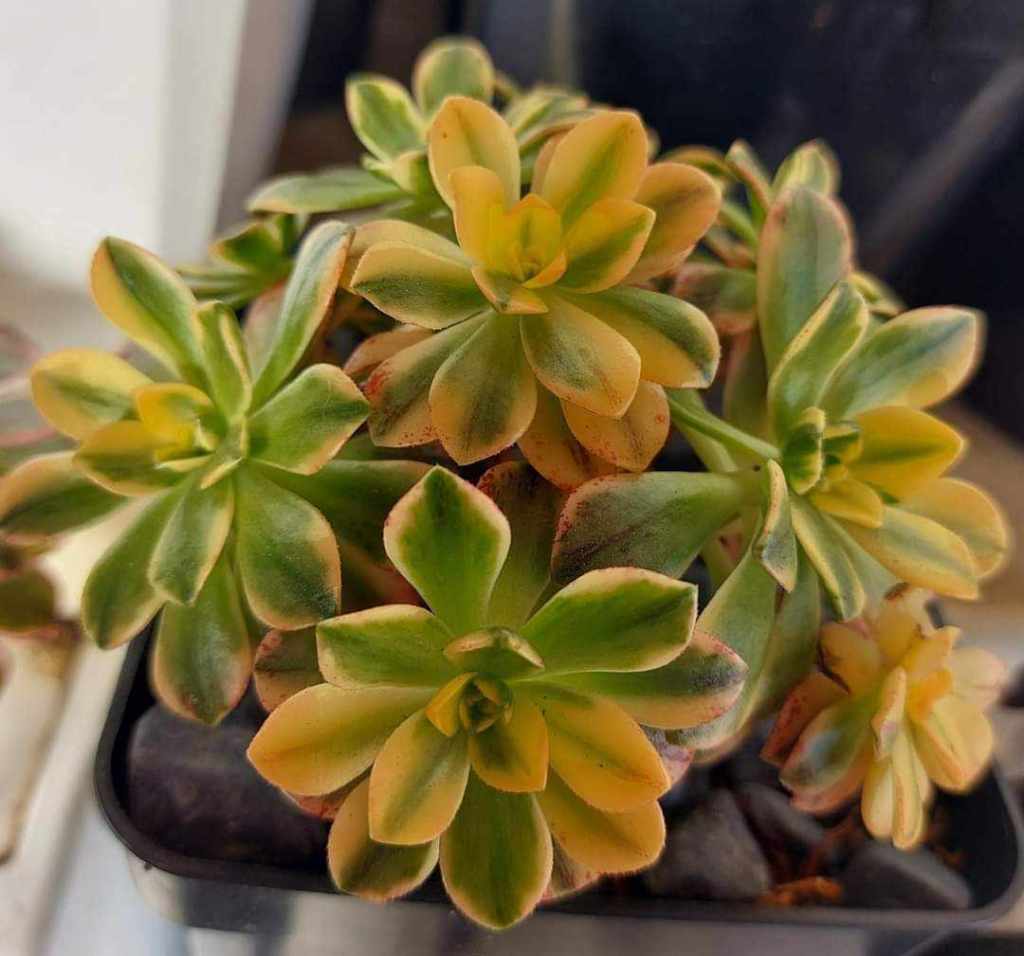 Aeonium Green Tea
